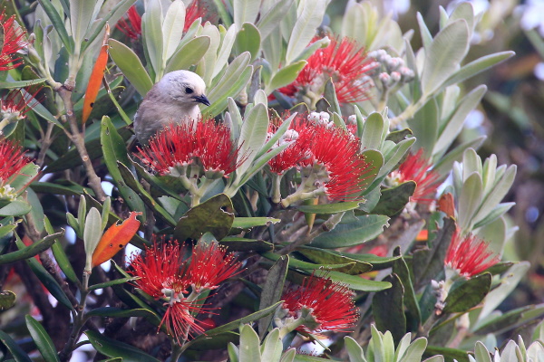 Kath Varcoe: Christmas